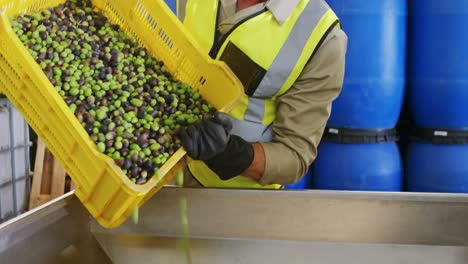 Worker-putting-harvested-olive-in-machine-4k