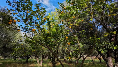 Orange-trees-laden-with-fruit-under-a-bright-blue-sky-in-a-sunlit-orchard