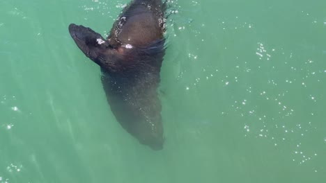 Foca-Persiguiendo-Peces-En-El-Puerto