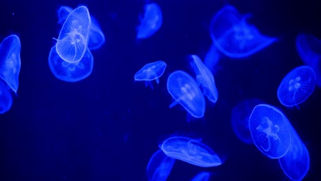 Beautiful-Jellyfishes