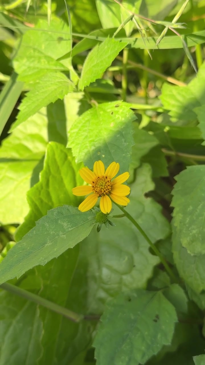 Single Yellow Flower Blooming in Lush Green Garden