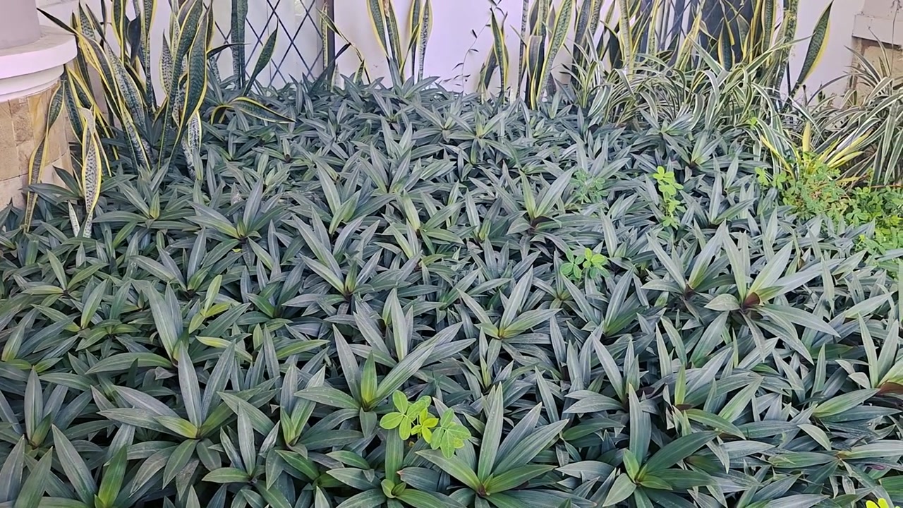 トラデスカンティア・スパタセアと観葉植物のある豊かな花壇