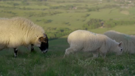 Handheld-shot-of-three-sheep-grazing-on-grass-on-top-of-Mam-Tor,-Castleton,-Peak-District,-England