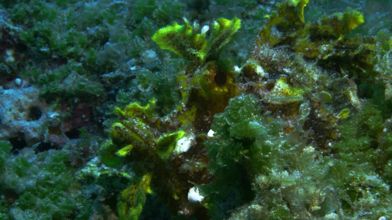 A beautiful pink rhinopias covered with fluorescent green algae hiding among the ocean's algea