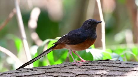 Die-Weißbürtige-Shama-Ist-Einer-Der-Häufigsten-Vögel-In-Thailand-Und-Kann-Leicht-In-Stadtparks,-Landwirtschaftsflächen,-Bewaldeten-Gebieten-Und-Den-Nationalparks-Beobachtet-Werden