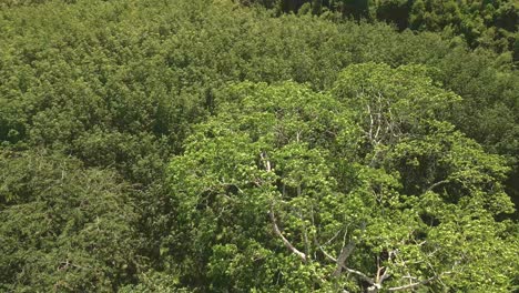 aerial shot of tropical tree and rubber plantation, tree canopy view