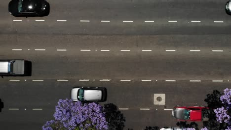 Luftaufnahme-Der-Buenos-Aires-Avenue:-Jacaranda-Blüht-An-Einem-Sonnigen-Tag-Inmitten-Des-Stadtverkehrs