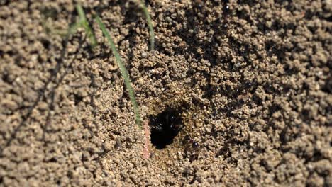 entrance of the ant hill macro photo .