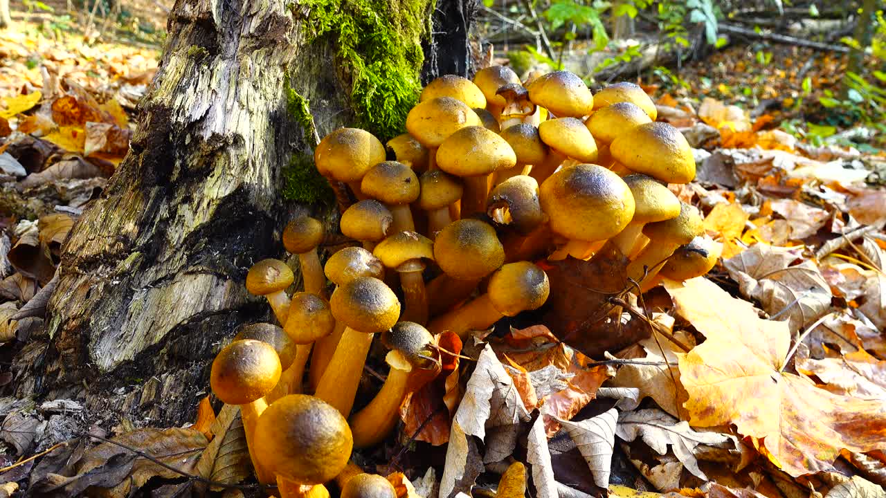 Funghi chiodini nel bosco autunnale.