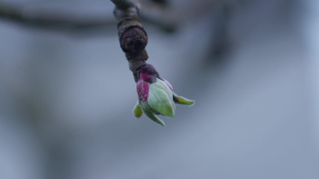Close-up of an apple blossom on a foggy spring day. Filmed handheld with a shallow depth of field. Camera moves backwards to reveal another apple blossom on a branch.