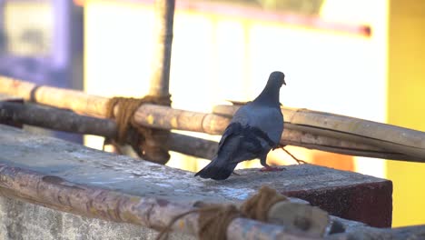 A-Pigeon-playing-and-then-flies-away-into-the-blue-sky-in-slowmotion,-pigeon-hopping,-nature,-India