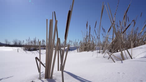 Pan-shot-in-nature-with-Distaff