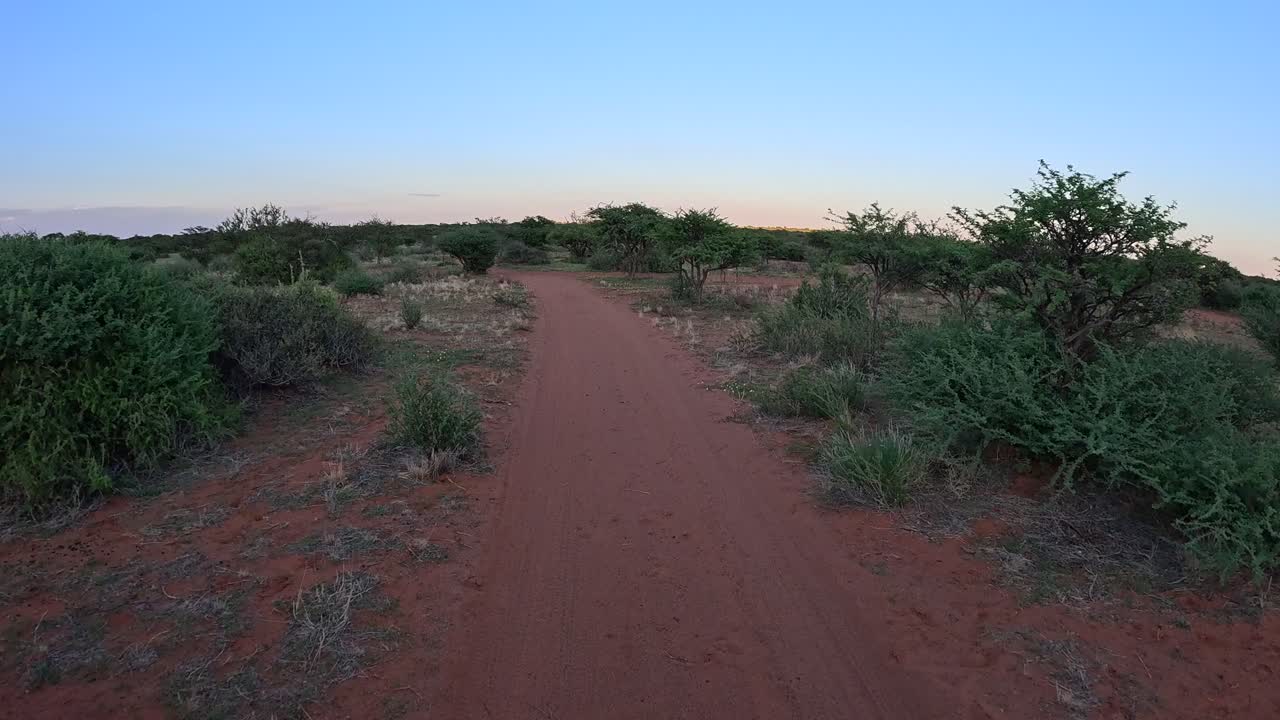 una curva del tiempo de un vehículo que conduce a través del matorral del sur de kalahari, un exuberante paisaje de sabana cubierto de flores amarillas pasa por