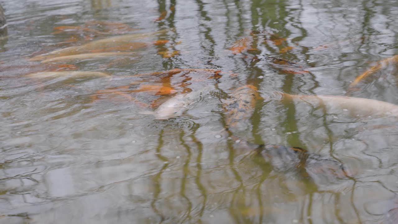 잔물결이 이는 물 표면에 맨나무가 반사되어 연못에서 헤엄치는 잉어 물고기 - 가까이