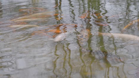 Peces-Koi-Nadando-En-Un-Estanque-Con-Reflejo-De-árboles-Desnudos-En-La-Superficie-Del-Agua-Ondulada---Cerrar