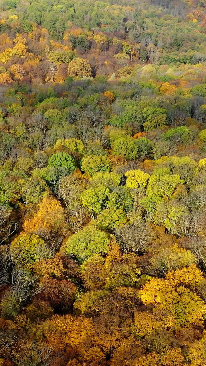 Autumn scenery and a highway. Panoramic view of a road with cars moving on inside the colorful forest. Camera moving. Aerial view. Vertical video