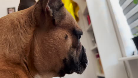 extreme side view of a french bulldog licking his lips indoor