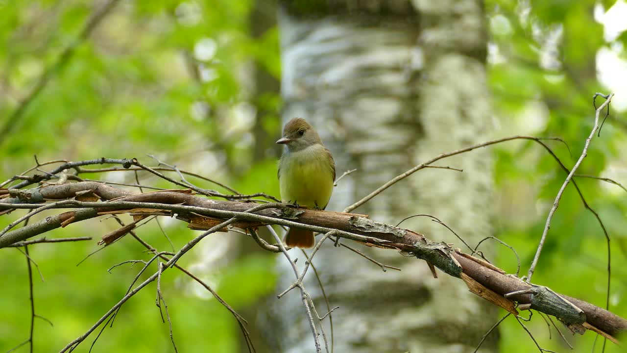 Bird great crested flycatcher singing and flying from its branch in greenish and brown forest, its yellowish feathers, happy for its life in pure nature of Toronto Canada