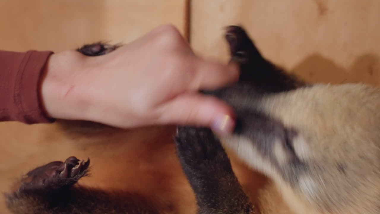 Kaukasisk kvinde undersøger nøsebjørns mave tæt, intim veterinær-tjek i træindhegning, der viser trædepuder, pelsdetaljer og blid håndpalpering, omhyggelig rehabilitering der registrerer sundhed