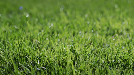 dew droplets condensed on the green grass. freshness and purity concept. slider shot