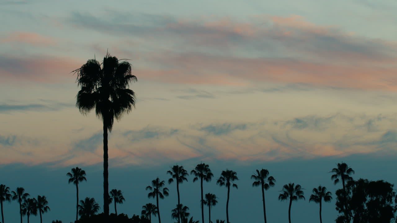 Row of Palm Trees lined up with an Orange and Blue sunset behind timelapse
