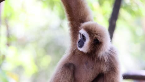 a japanese macaque or snow monkey