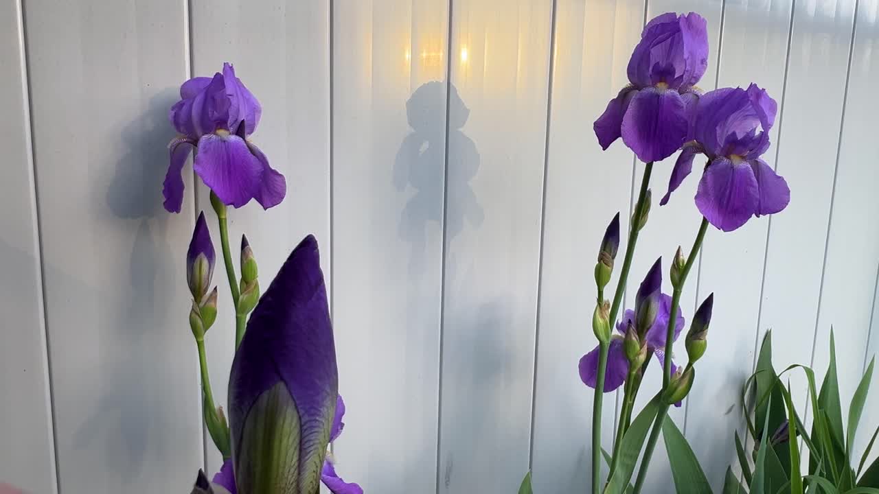 Several Purple Irises in front of fence.