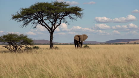 elephant in the african savanna with an acacia tree