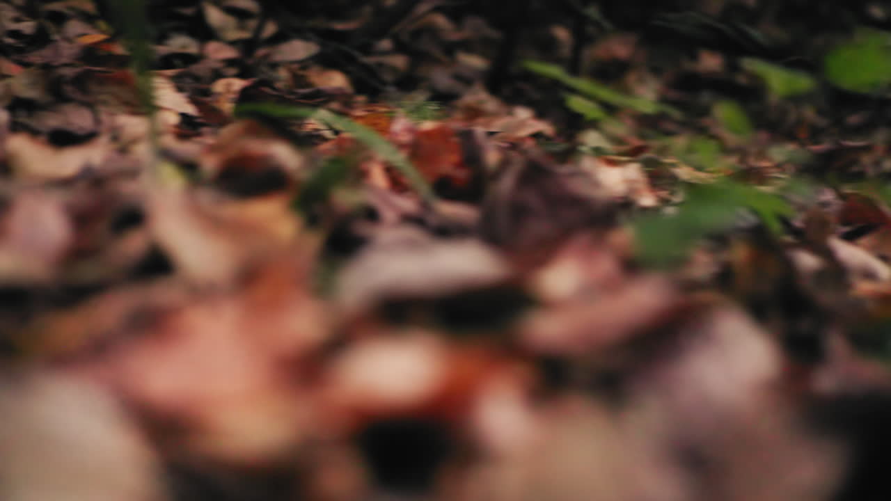 검은 흙 위에 노란 낙엽과 빨간 열매가 덮여 있고, 부드러운 보케 나무가 장면을 둘러싸고 있는 숲 바닥의 둥근 시점이에요. 계절의 변화와 풍부한 흙의 색조를 담아내는 느린 영화적 움직임이 느껴져요.