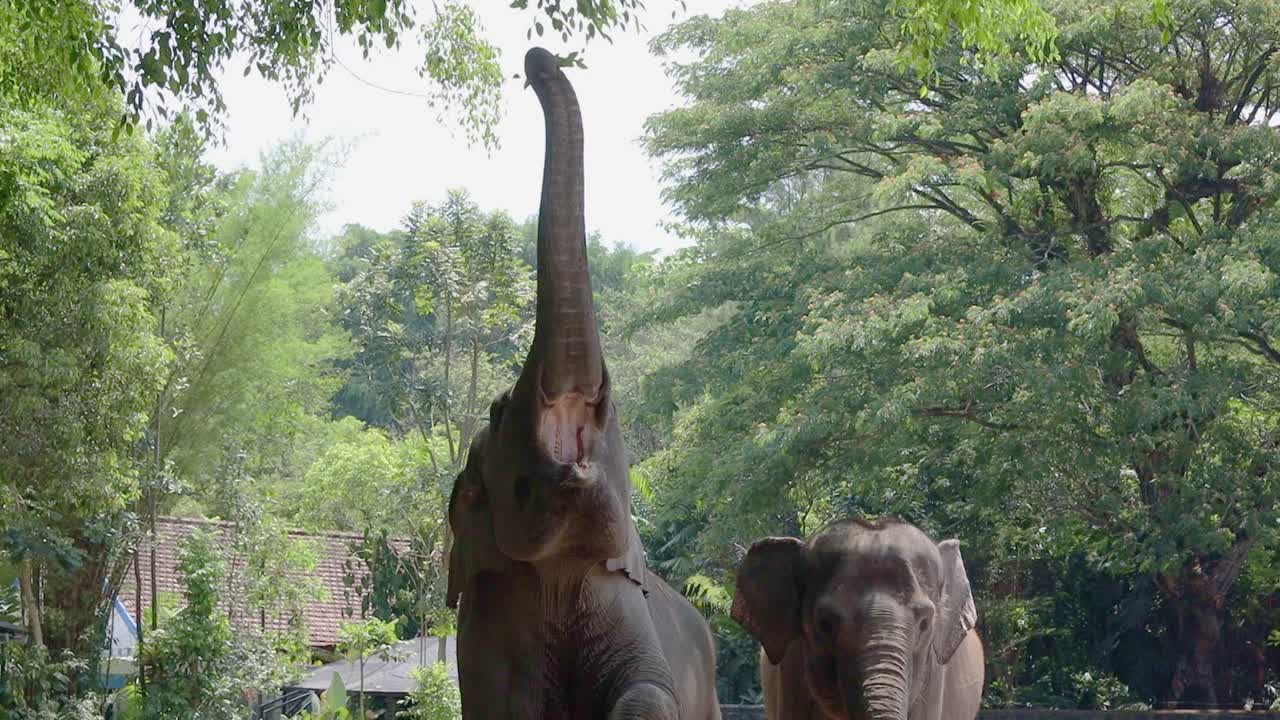 Elephants Reaching for Branches