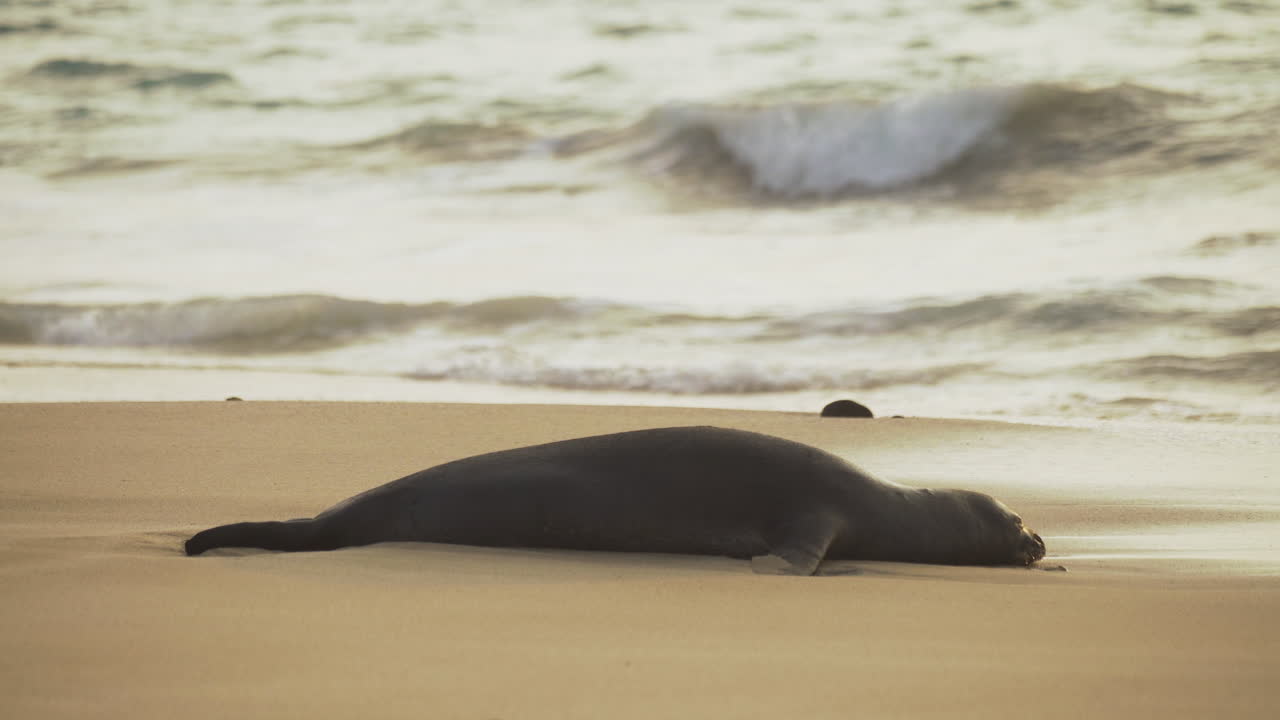 A native Hawaiian monk seal lies peacefully on the sandy shore of Makua Beach, with soft waves in the background.