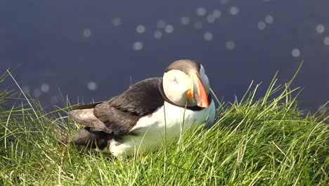 Bonito-Primer-Plano-De-Un-Lindo-Frailecillo-Posando-En-La-Costa-De-Islandia-Cerca-De-Latrabjarg-22