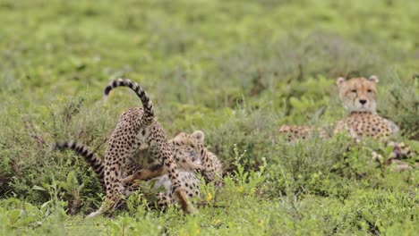 africa cheetah cubs playing in tanzania, playful cute cheetahs and baby animals in serengeti national park on african wildlife safari animals game drive with rough and tumble