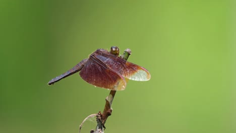 ważka trawiasta, neurothemis fluctuans