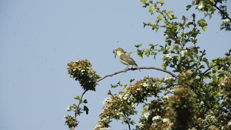 pequeño pájaro posado en una rama con flores