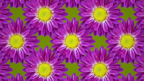 Purple chrysanthemum animated pattern on a green background. Floral seamless loop concept animation