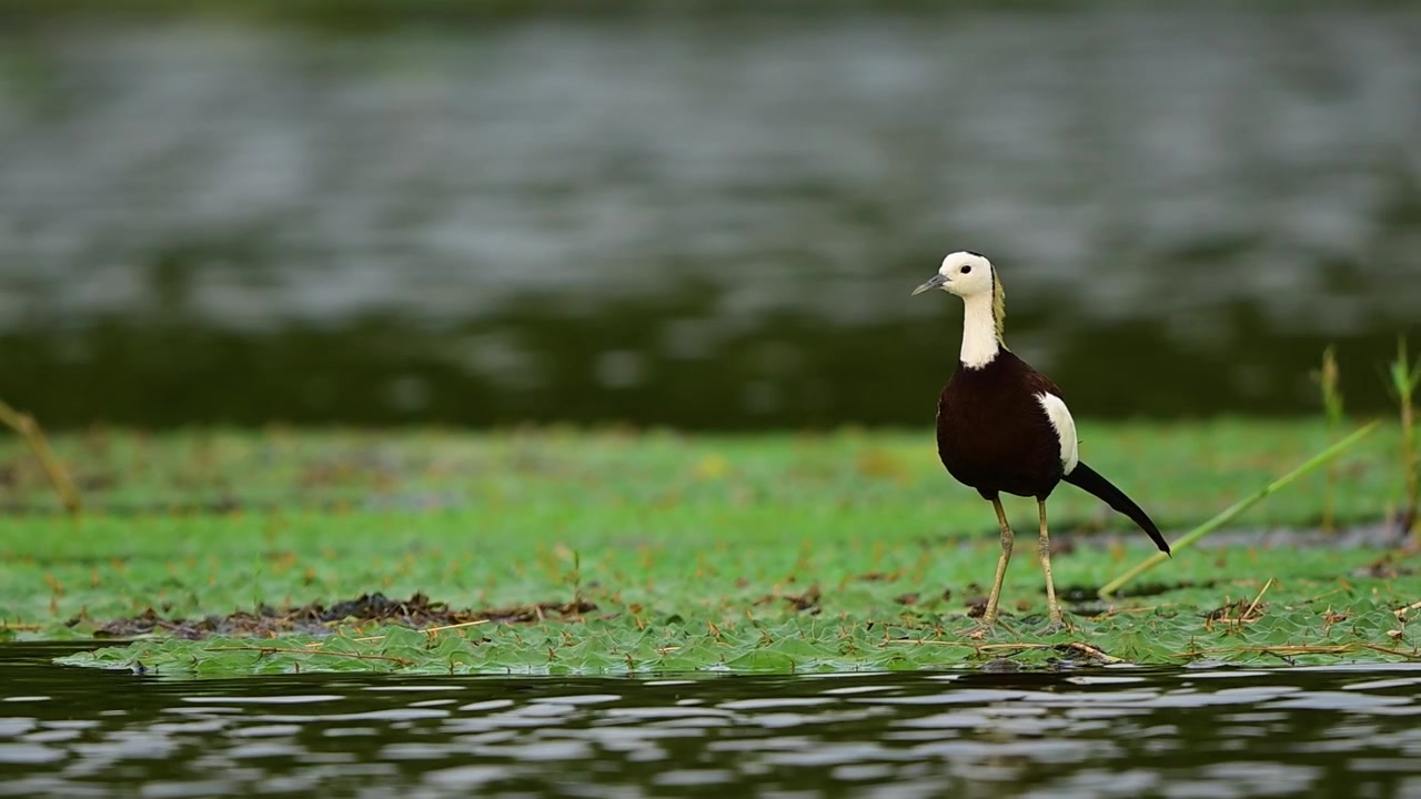 Autentico filmato di fauna selvatica che mostra una Jacana codafascia mentre si nutre in una palude, circondata da acqua calma e piante acquatiche.