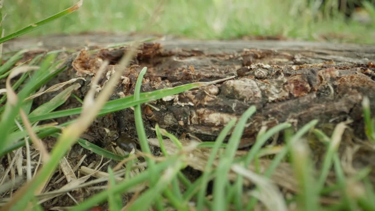 Macro of black garden ant navigating forest floor vegetation, subtle movement and shallow focus