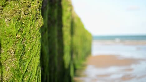 close-up footage of green algae growing on wooden breakwater poles at the calm north sea during a low tide morning