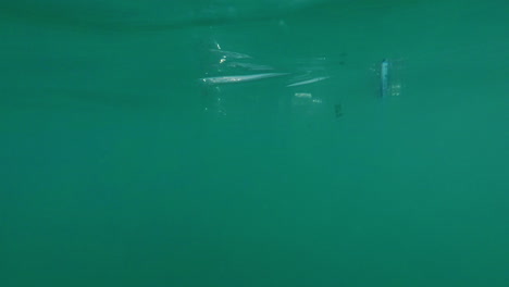 an empty plastic bottle floats in seawater contamination of the sea with waste is a bad ecology conc