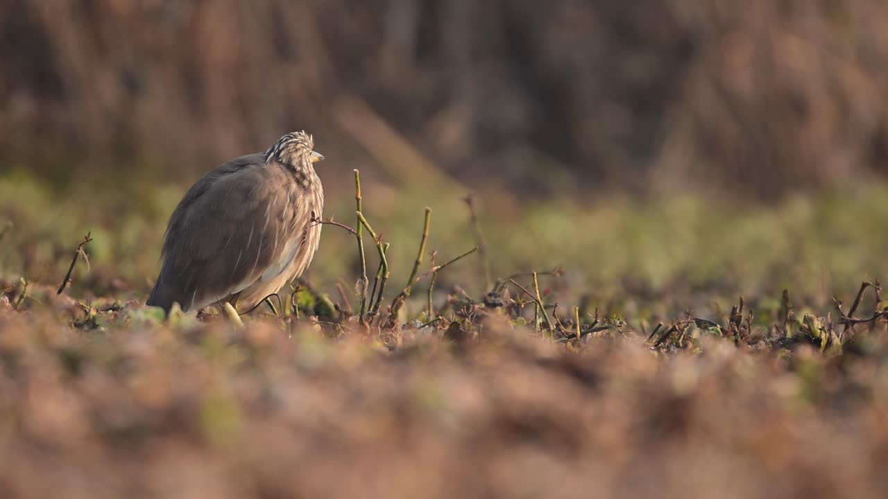 Indian pond heron Closeup in morning