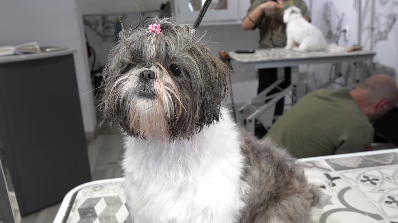 Søt Shih Tzu-hund sittende på stellebord i dyresalong