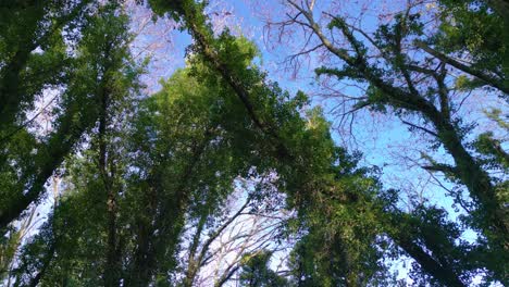 looking up in densely leaves growing and crawling over tree branches