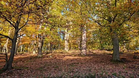 noche en el bosque de otoño
