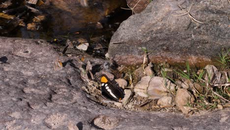 Arizona-Sister-butterflies-flying-near-a-watering-hole