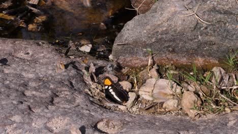 mariposas hermanas de arizona volando cerca de un abrevadero