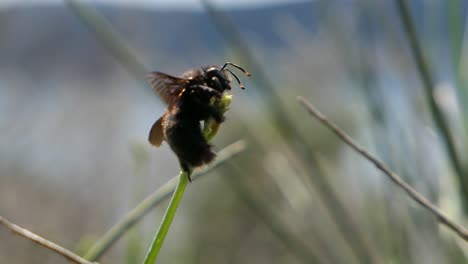 bee hanging on a blade of grass, insect closeup
