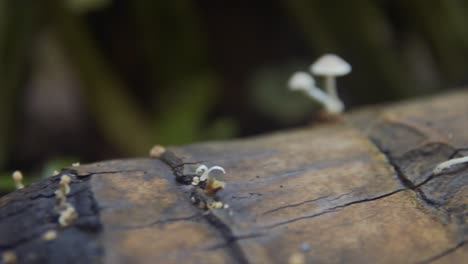 panning shot of tiny wild mushrooms growing due to moisture from the trunk of a fallen tree in the middle of the forest