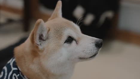 close-up side profile of a cute miniature shiba dog blinking and looking around at a mame shiba inu cafe in kyoto, japan