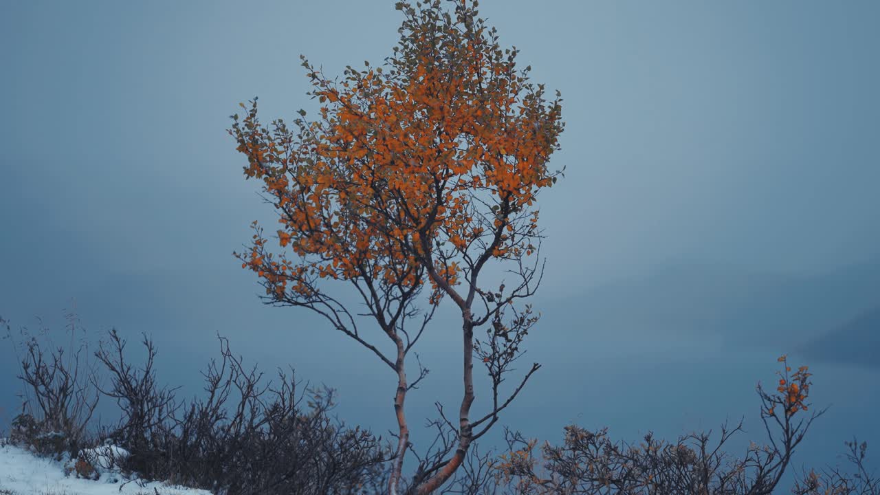un abedul solitario con hojas doradas se encuentra en medio del paisaje nórdico oscuro y nevado